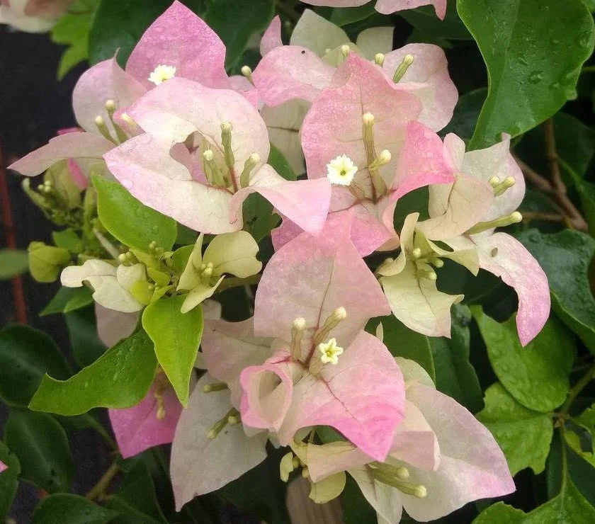 Light Pink Bougainvillea Seeds for Planting Fragrant Blossoms Heirloom & GMO Free Seeds for Home Garden
 
 Sale