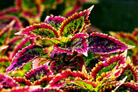 Coleus Seeds, Colorful Leaf Plants, Garden Semente