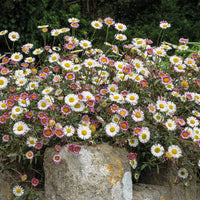Mixed Karvinskianus Profusion Flower seeds for Planting - Perfect for Borders, Heirloom & GMO Free Seeds for Home Garden