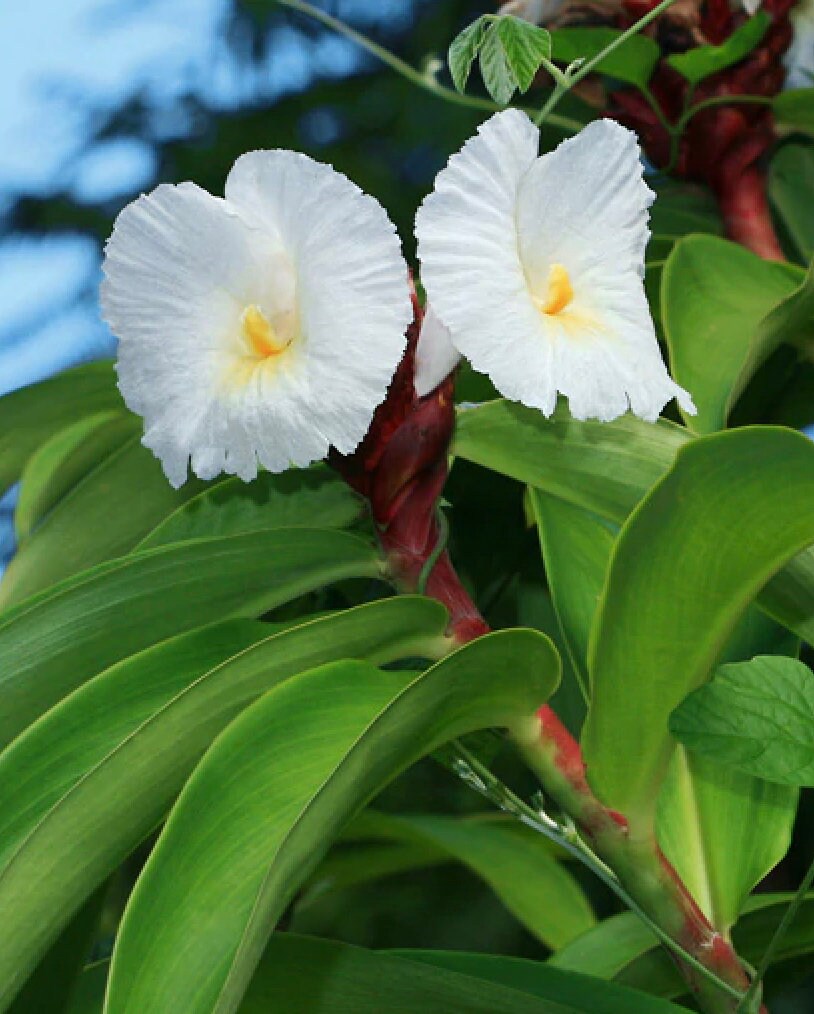 Heirloom (Heirloom Costus) seeds for planting in home garden