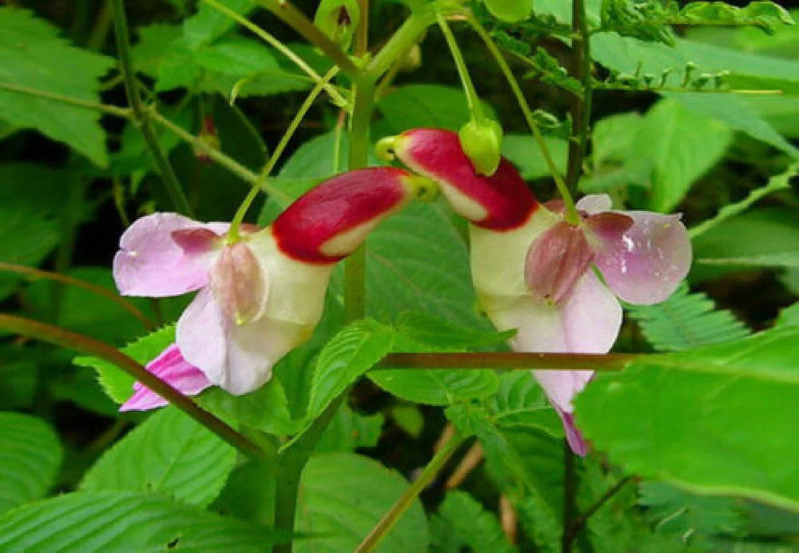 Impatiens Psittacina Flower seeds for Planting Hardy Variety Heirloom & GMO Free Seeds for Home Garden