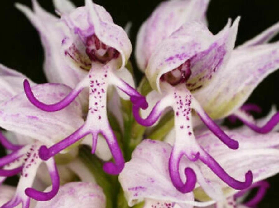 Purple Naked Men Orchid Flower seeds for Planting Low Maintenance Heirloom & GMO Free Seeds for Home Garden
 
 Sale