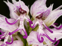 Purple Naked Men Orchid Flower seeds for Planting Low Maintenance Heirloom & GMO Free Seeds for Home Garden
 
 Sale