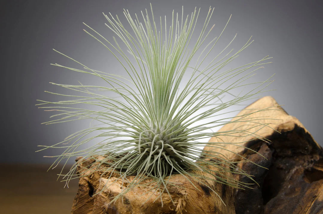 Tillandsia Fuchsii Flower seeds for Planting - Pollinator Friendly, Heirloom & GMO Free Seeds for Home Garden
