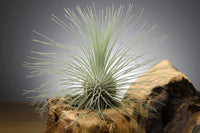 Tillandsia Fuchsii Flower seeds for Planting - Pollinator Friendly, Heirloom & GMO Free Seeds for Home Garden