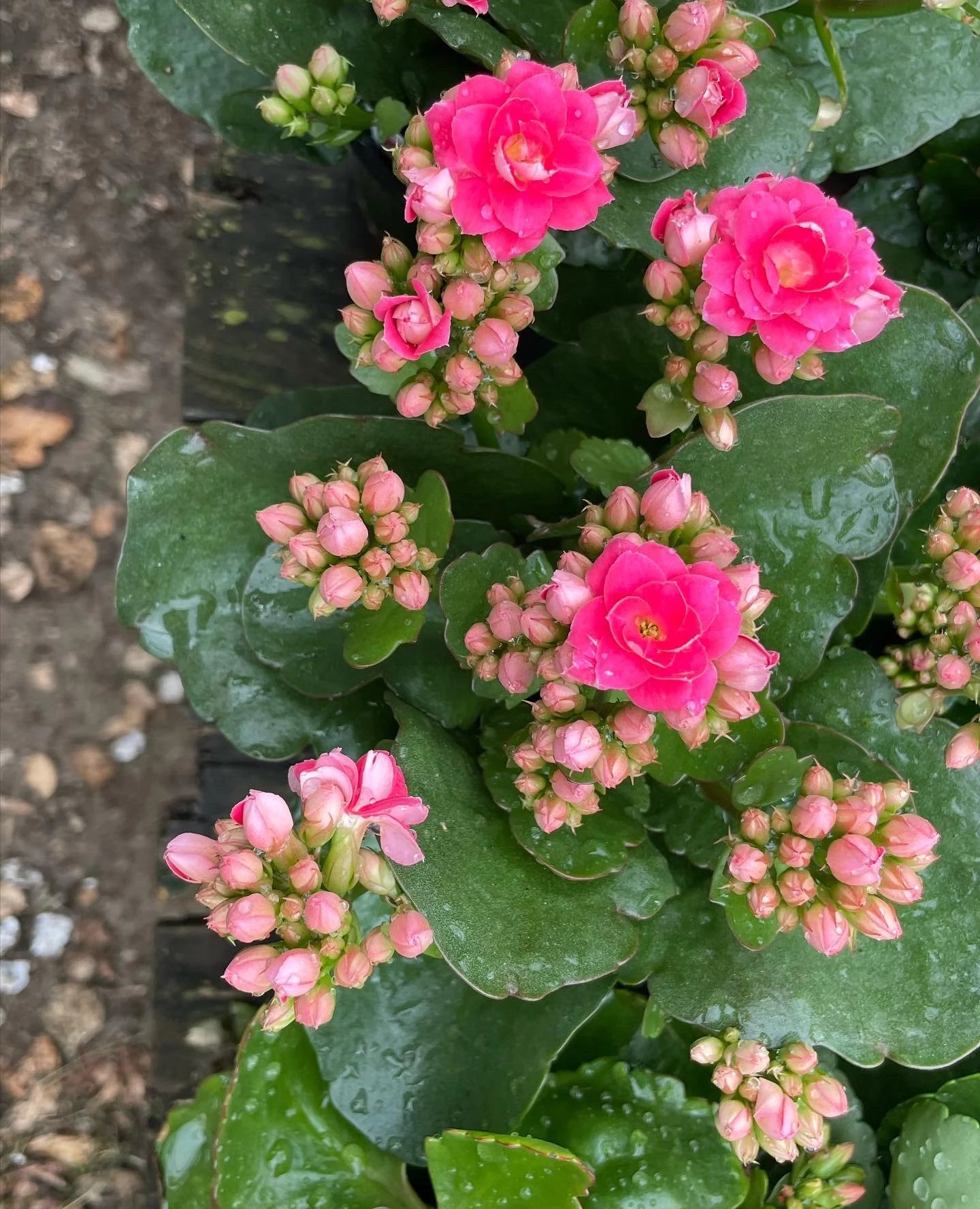 Pink Kalanchoe Flower seeds for Planting Low Maintenance Heirloom & GMO Free Seeds for Home Garden 
 
 Sale