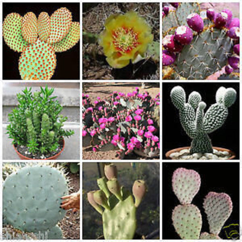Mixed Opuntia Flower seeds for Planting - Cottage Garden Essential, Heirloom & GMO Free Seeds for Home Garden
