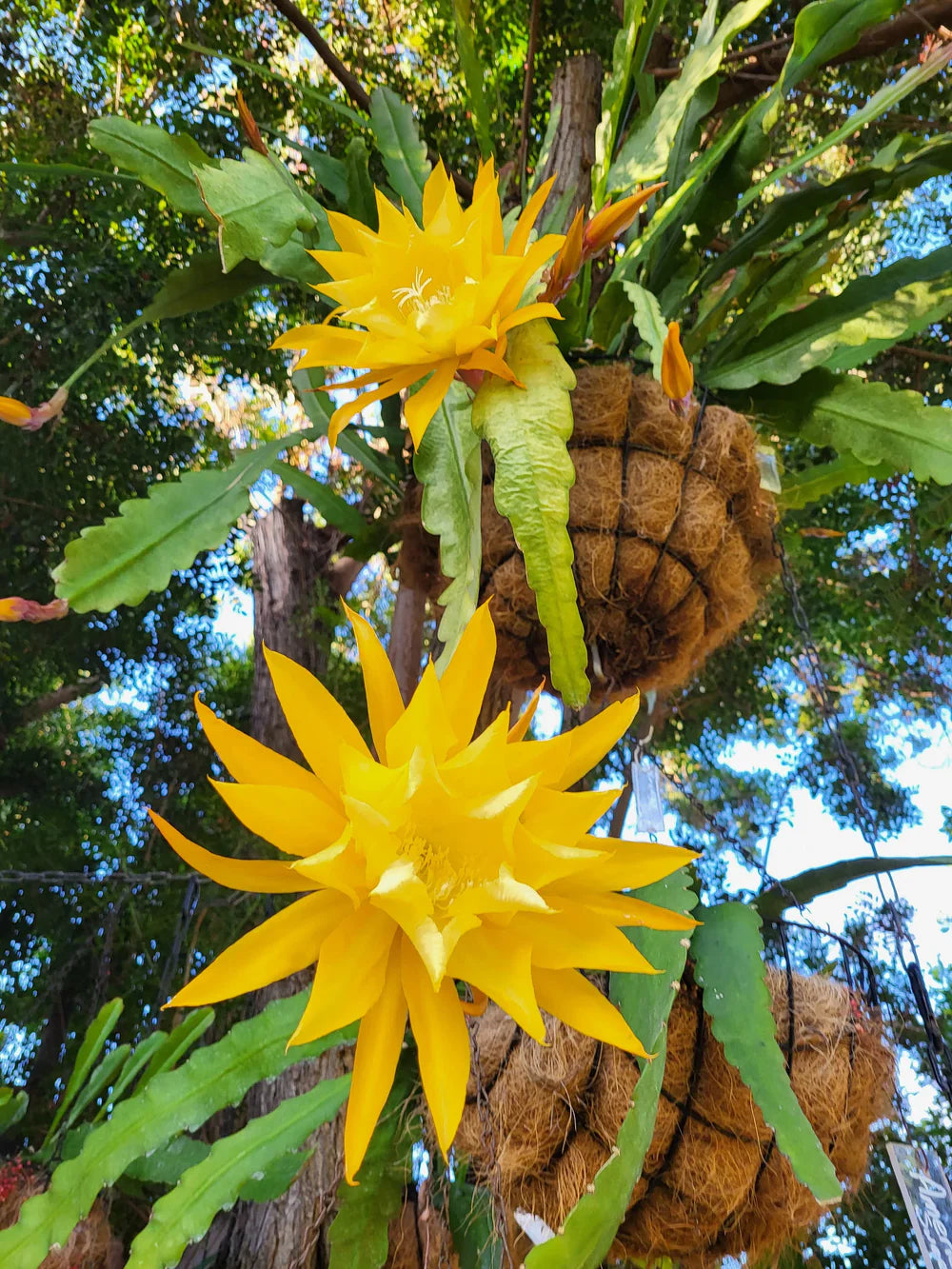 Yellow Epiphyllum Oxypetalum Seeds Flower seeds for Planting Compact Growth Heirloom & GMO Free Seeds for Home Garden