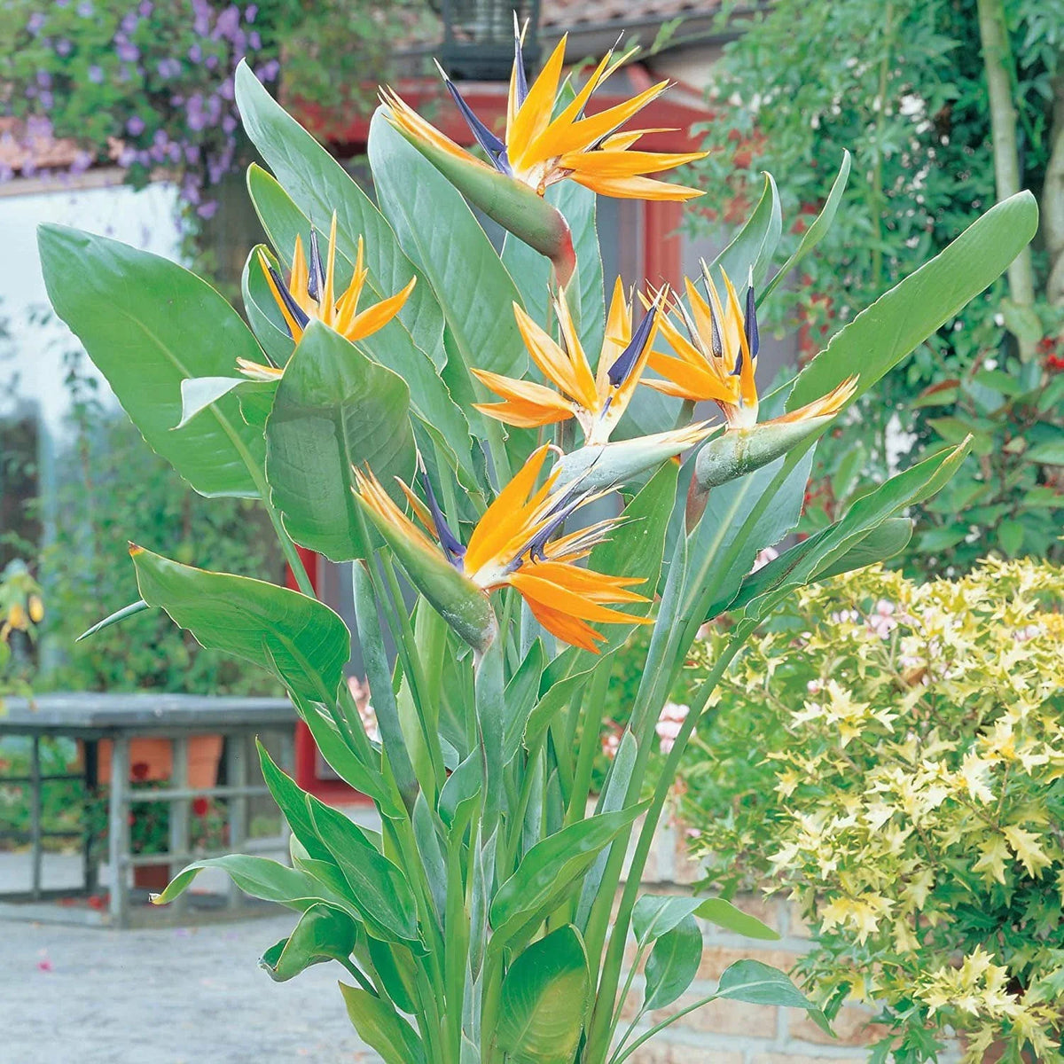 Yellow (Yellow Blue) seeds for planting in home garden