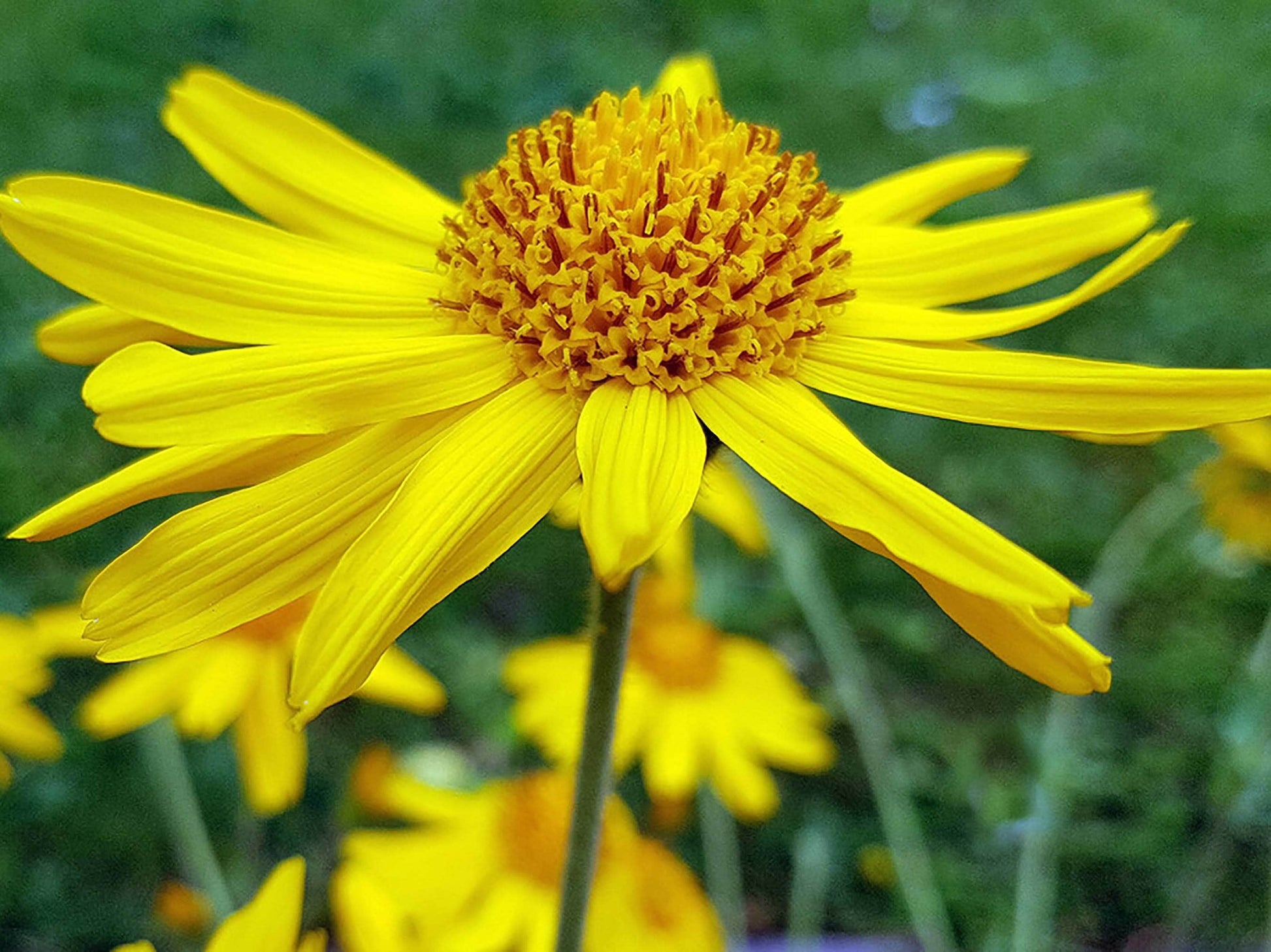 Yellow Arnica Montana Flower seeds for Planting Vibrant Colors Heirloom & GMO Free Seeds for Home Garden 
 
 Sale