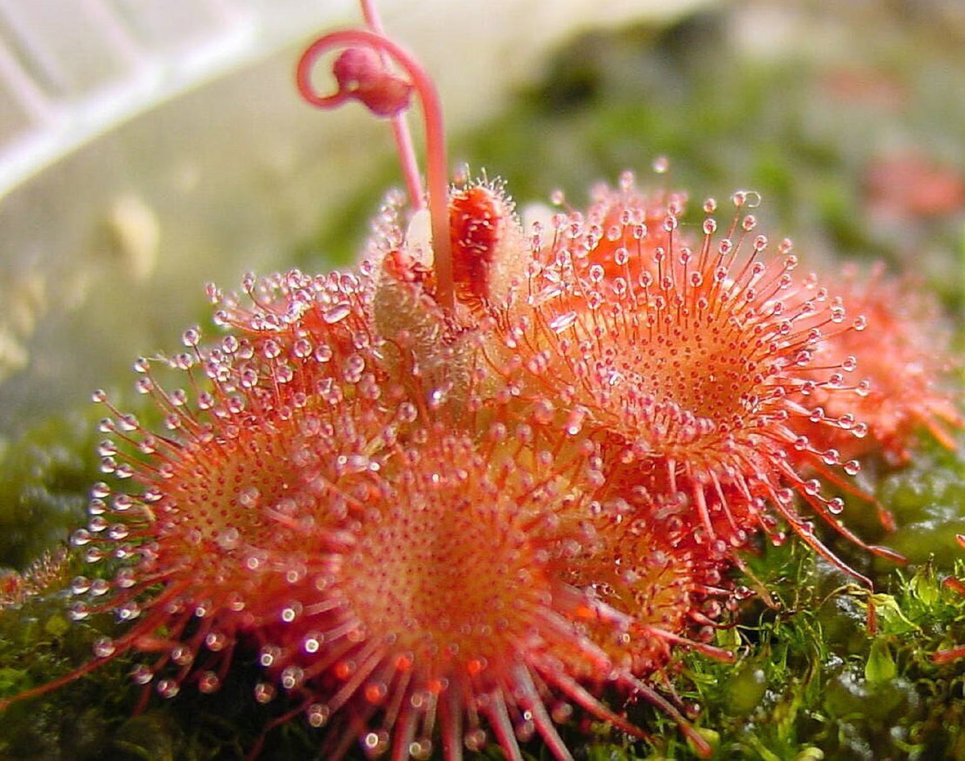 Red Yellow Sundew Flower seeds for Planting Sun Loving Heirloom & GMO Free Seeds for Home Garden