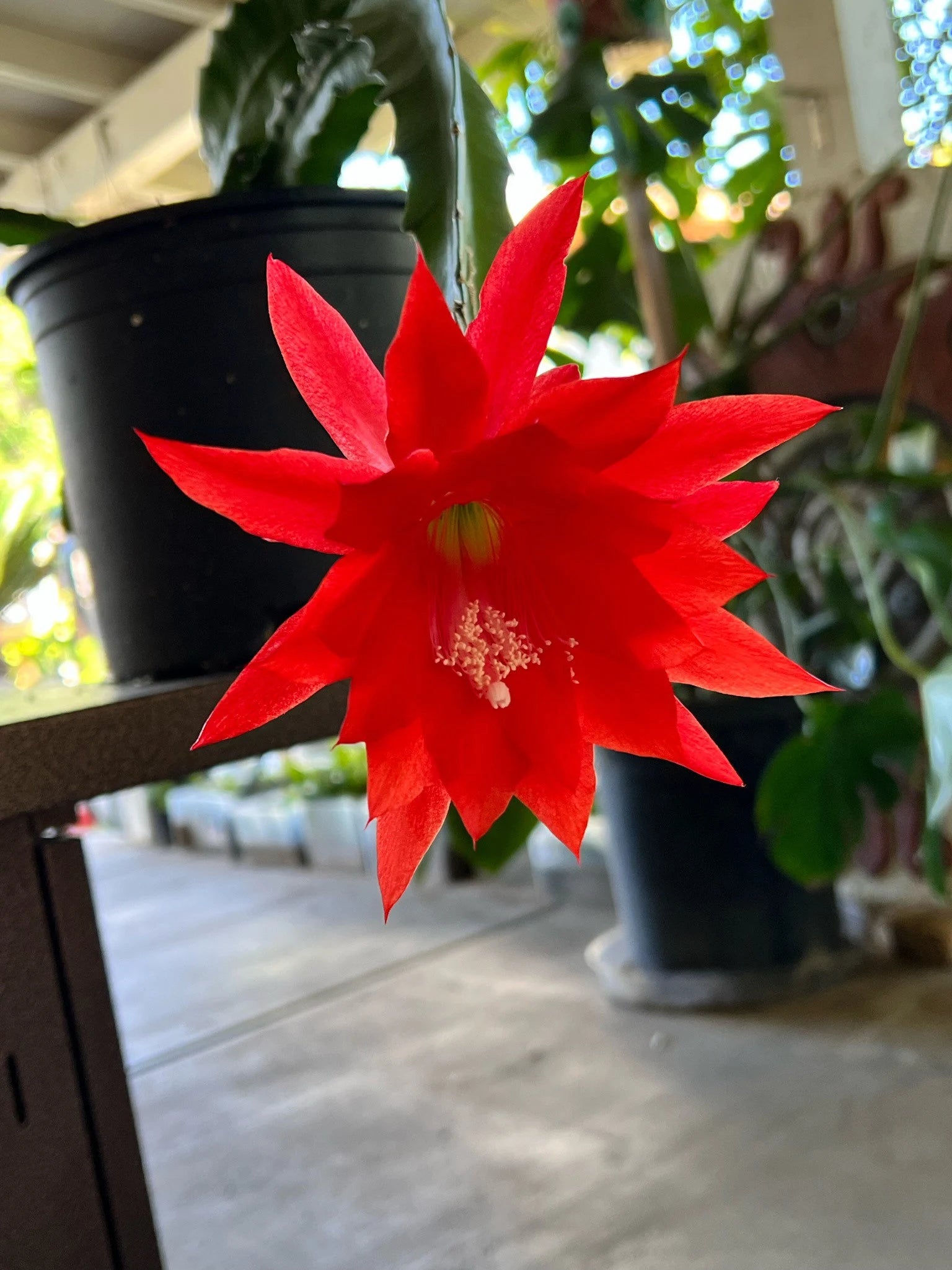 Red Epiphyllum Flower seeds for Planting Shade Tolerant Heirloom & GMO Free Seeds for Home Garden