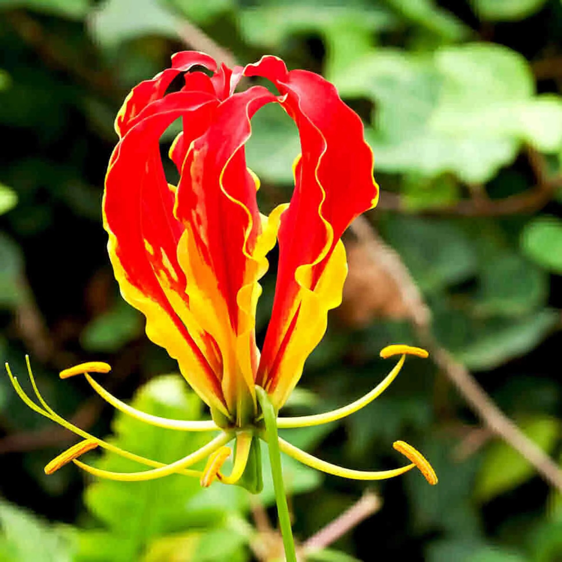 Red Yellow Gloriosa Rothschildiana Flower Seeds