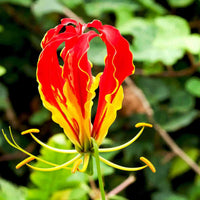 Red Yellow Gloriosa Rothschildiana Flower Seeds