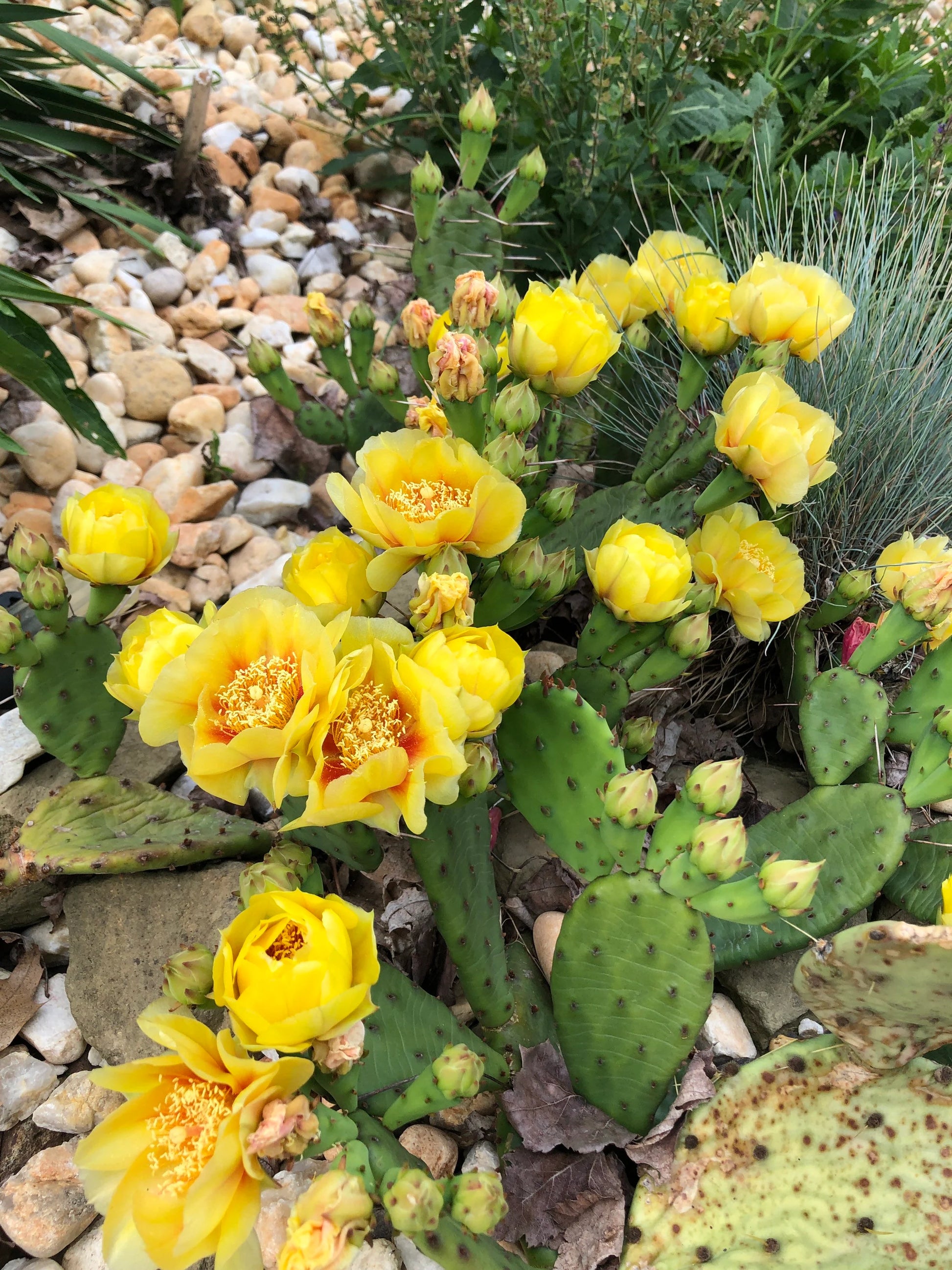 Heirloom Yellow Opuntia Flower seeds for Planting Pollinator Friendly Heirloom & GMO Free Seeds for Home Garden