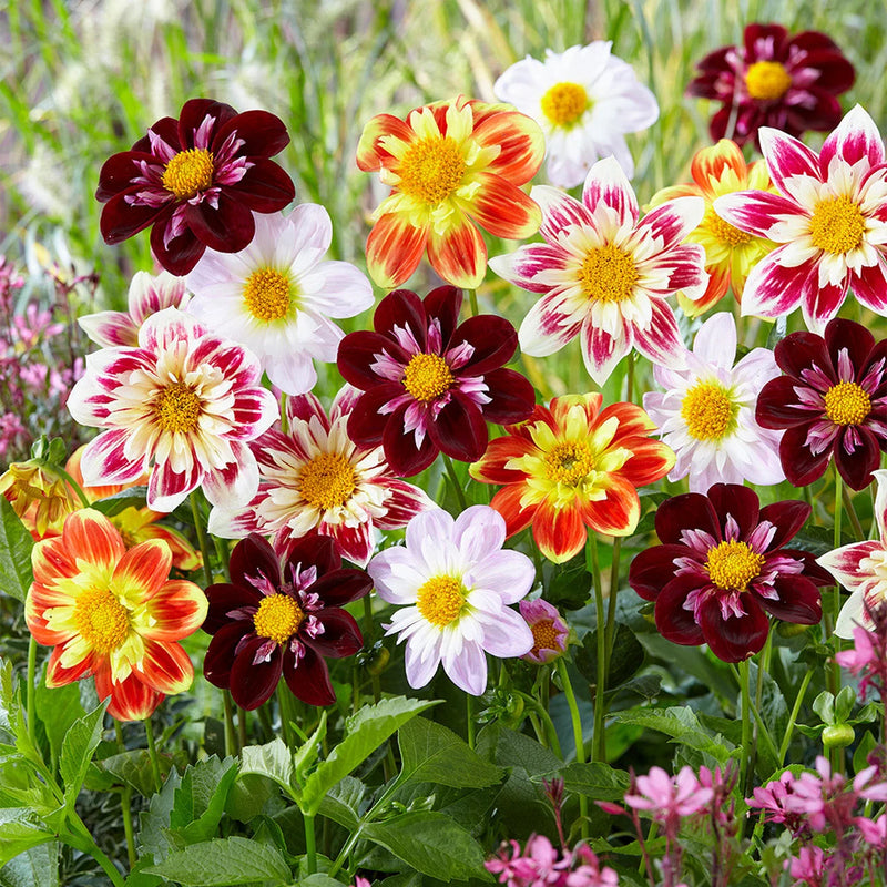 Dahlia Harlequin Seeds for Colorful, Striking Garden Flowers