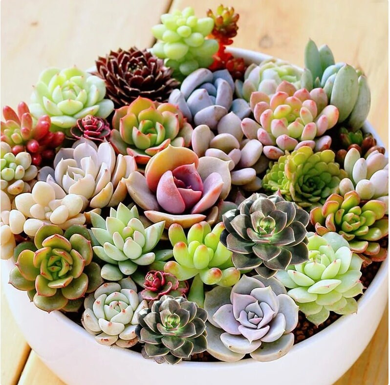 Yellow Red Echeveria Flower seeds for Planting - Colorful Display, Heirloom & GMO Free Seeds for Home Garden