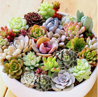 Yellow Red Echeveria Flower seeds for Planting - Colorful Display, Heirloom & GMO Free Seeds for Home Garden