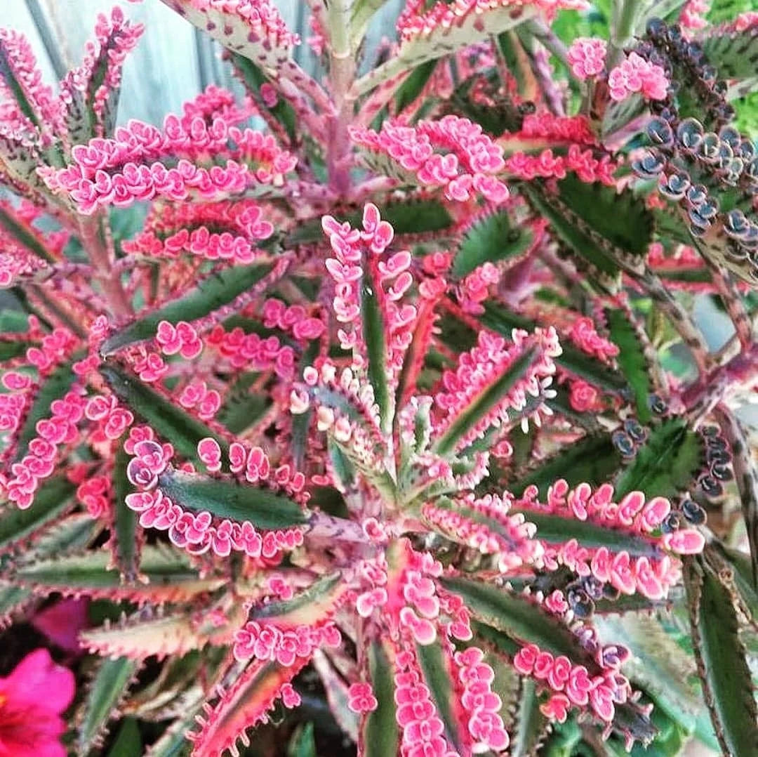 Brown Kalanchoe Seeds for Planting - Bonsai Flower Variety