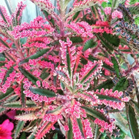 Brown Kalanchoe Seeds for Planting - Bonsai Flower Variety
