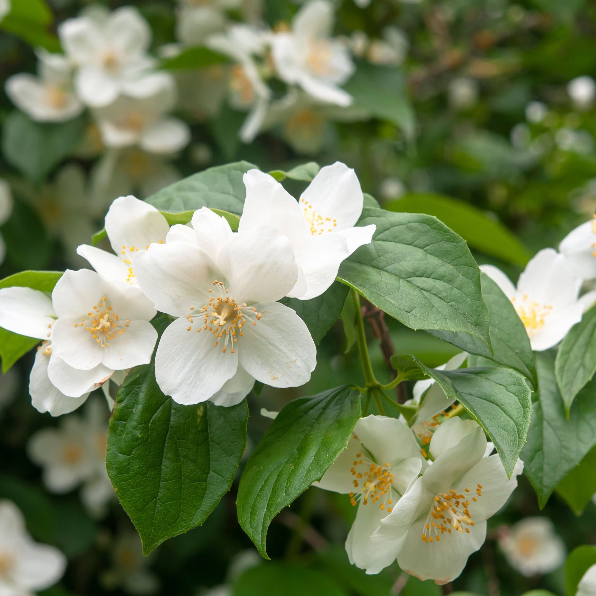 Philadelphus Coronarius Flower seeds for Planting - Compact Growth, Heirloom & GMO Free Seeds for Home Garden