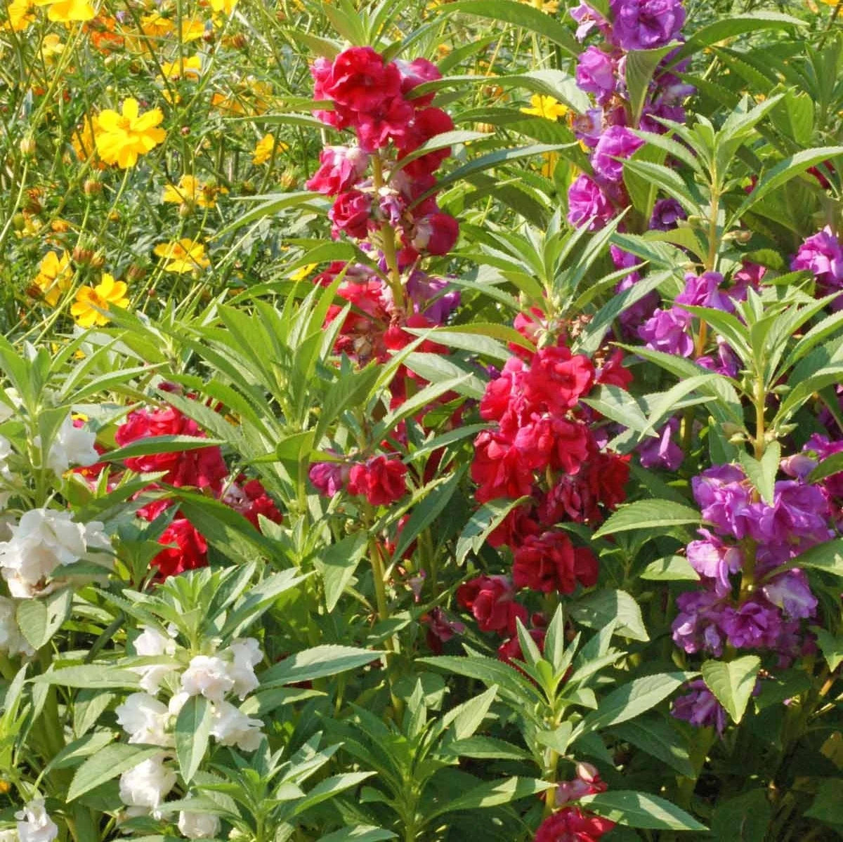 Impatiens Balsamine Flower seeds for Planting Vibrant Colors Heirloom & GMO Free Seeds for Home Garden