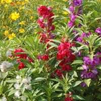 Impatiens Balsamine Flower seeds for Planting Vibrant Colors Heirloom & GMO Free Seeds for Home Garden