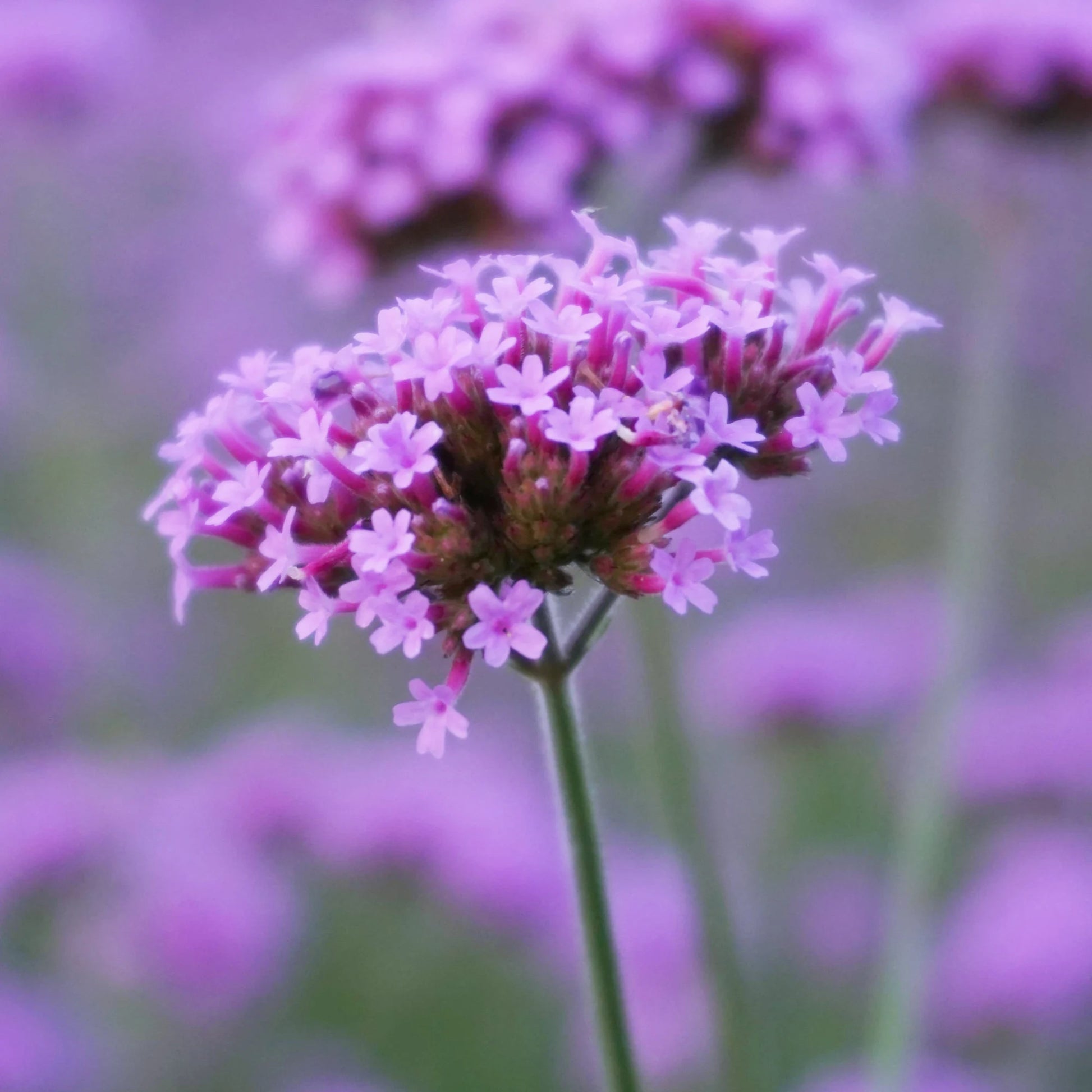 Violet Verbena Flower seeds for Planting - Drought Tolerant, Heirloom & GMO Free Seeds for Home Garden
