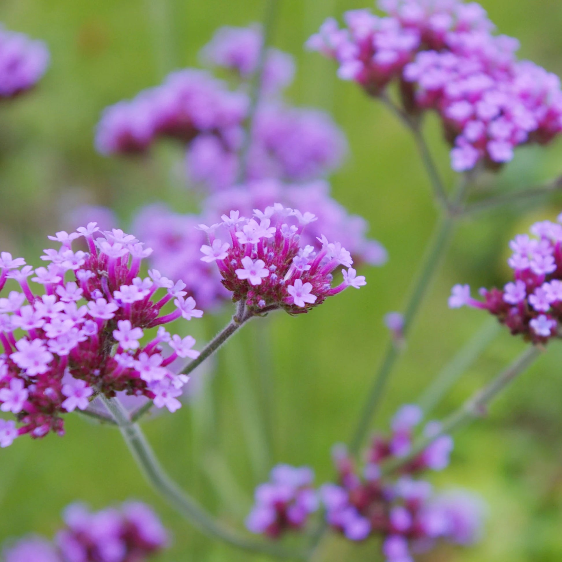 Violet Verbena Flower seeds for Planting - Drought Tolerant, Heirloom & GMO Free Seeds for Home Garden
