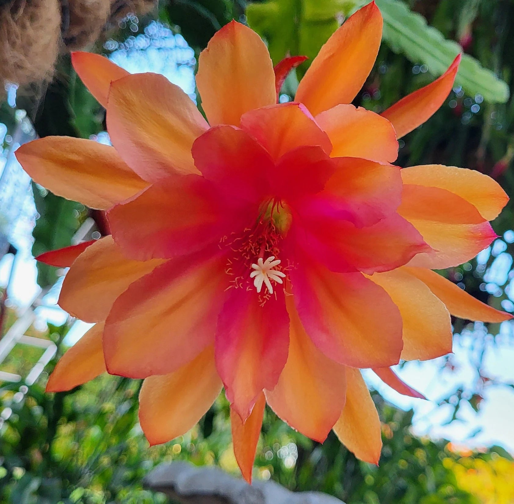 Orange Epiphyllum Oxypetalum Flower seeds for Planting Perfect for Borders Heirloom & GMO Free Seeds for Home Garden
