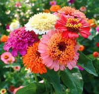 Mix Zinnia Scabiosa Annual Seeds for Planting