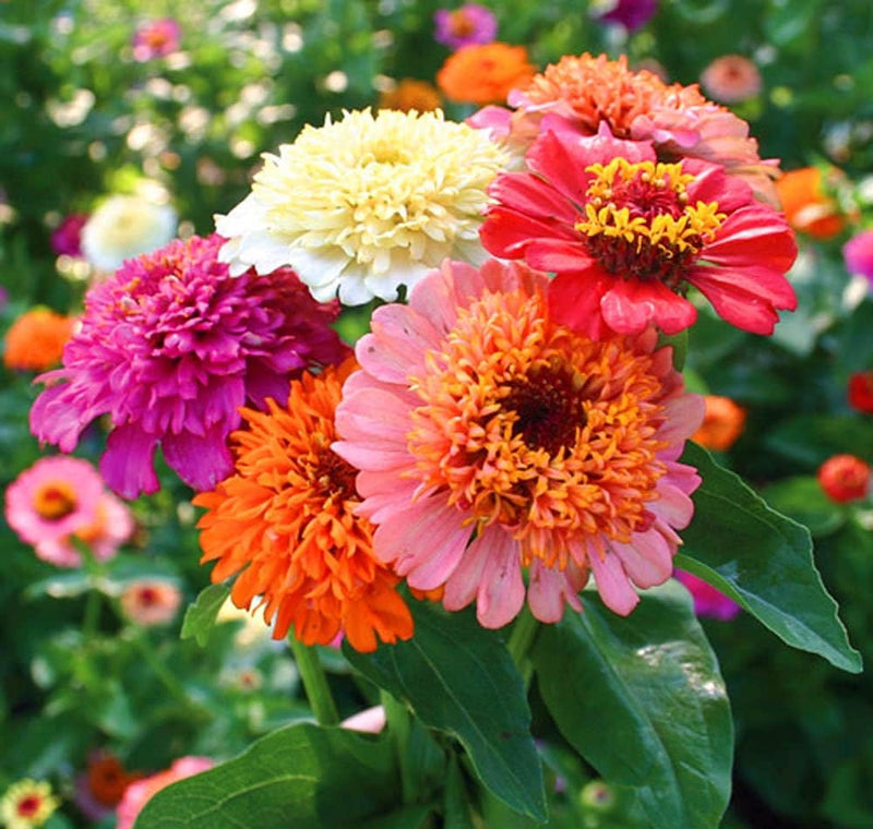 Mix Zinnia Scabiosa Annual Seeds for Planting
