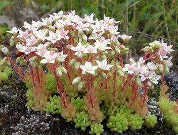 Sedum Album Flower seeds for Planting Low Maintenance Heirloom & GMO Free Seeds for Home Garden