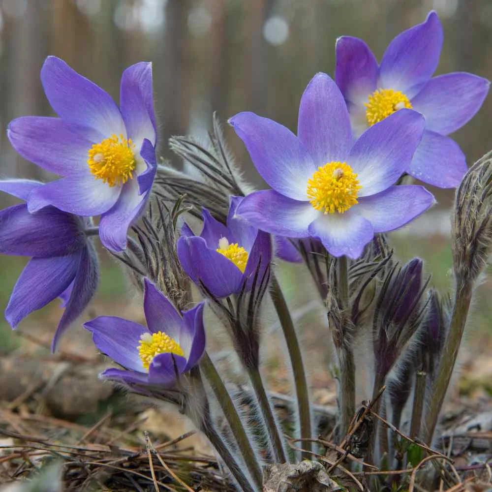 Sky Blue Anemone Pulsatilla Flower Seeds for Planting Cottage Garden Essential Heirloom & GMO Free Seeds for Home Garden
 
 Sale