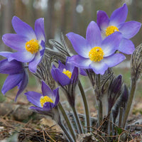 Sky Blue Anemone Pulsatilla Flower Seeds for Planting Cottage Garden Essential Heirloom & GMO Free Seeds for Home Garden
 
 Sale