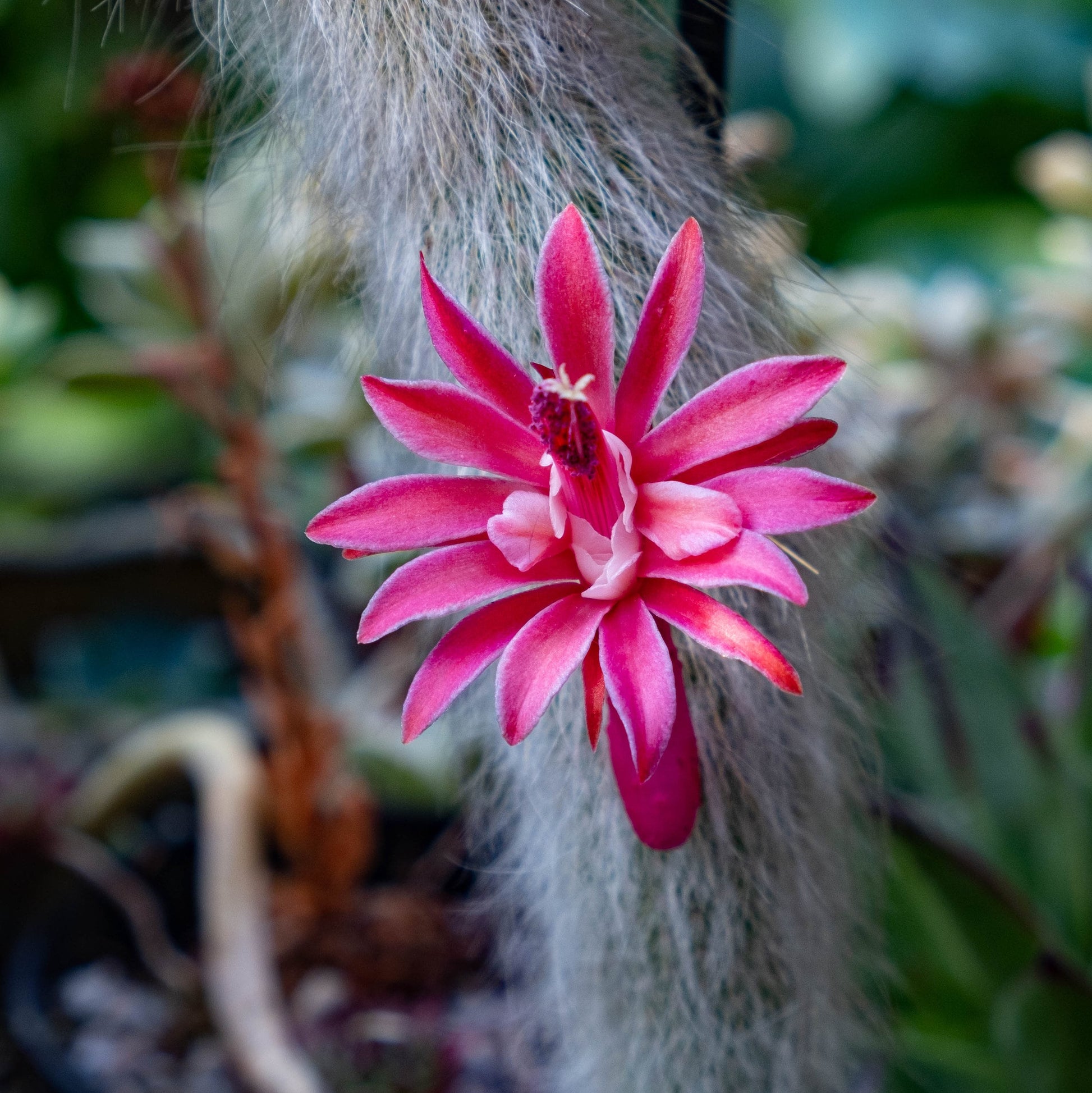 Winteria Colademononis Red Flower seeds for Planting - Fragrant Blossoms, Heirloom & GMO Free Seeds for Home Garden
