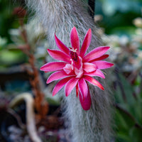 Winteria Colademononis Red Flower seeds for Planting - Fragrant Blossoms, Heirloom & GMO Free Seeds for Home Garden