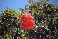 Heirloom Corymbia Ficifolia Flower seeds for Planting Garden Favorite Heirloom & GMO Free Seeds for Home Garden