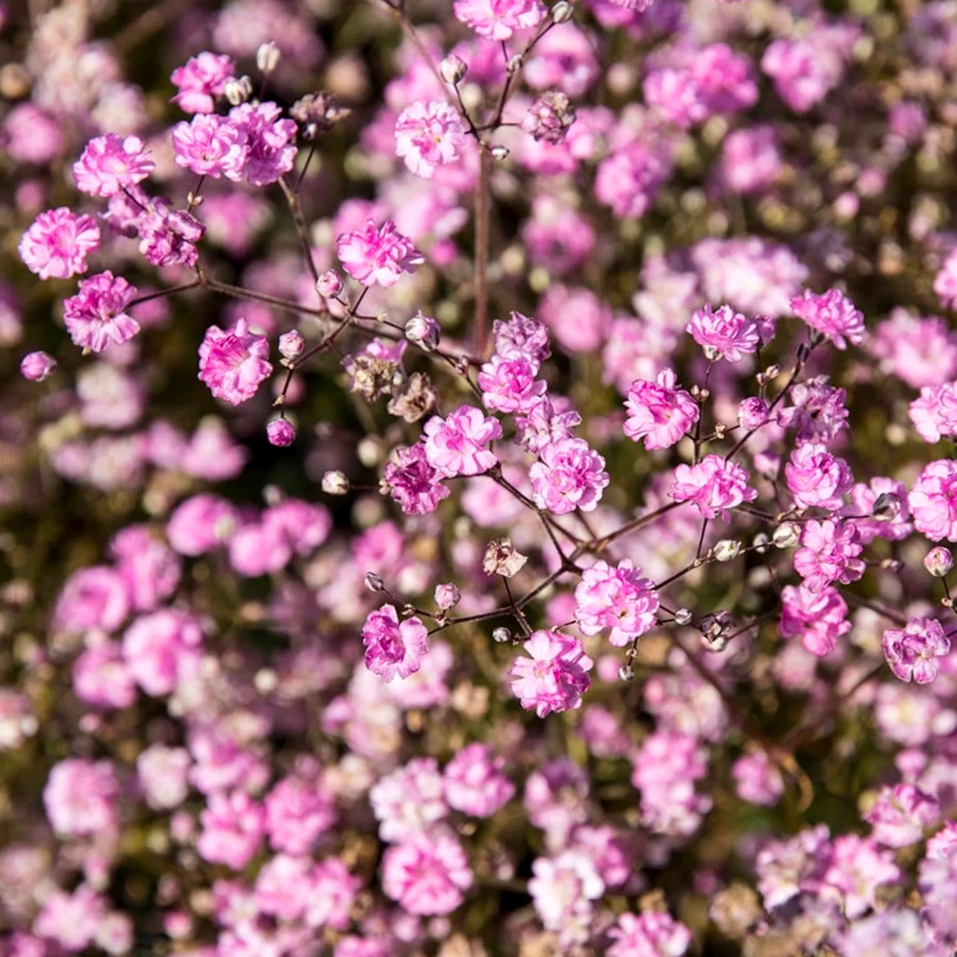 Pink Gypsophila Flower seeds for Planting - Premium Quality, Heirloom & GMO Free Seeds for Home Garden