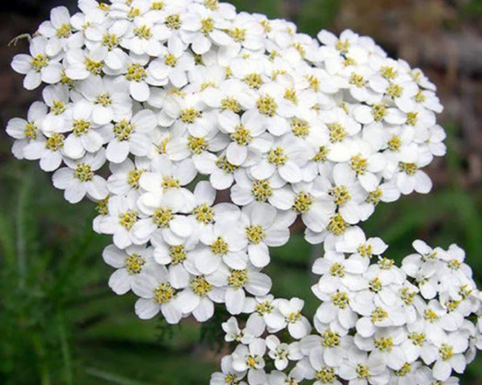 White Achillea Flower seeds for Planting - Colorful Display, Heirloom & GMO Free Seeds for Home Garden