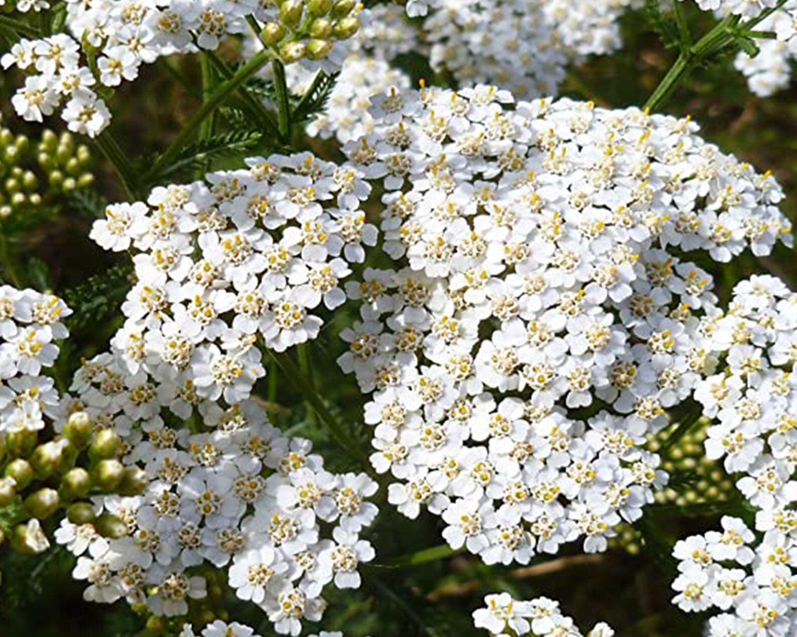 White Achillea Flower seeds for Planting - Colorful Display, Heirloom & GMO Free Seeds for Home Garden