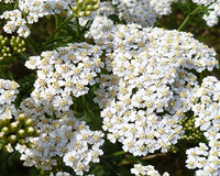 White Achillea Flower seeds for Planting - Colorful Display, Heirloom & GMO Free Seeds for Home Garden