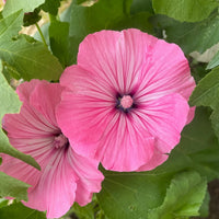Heirloom Lavatera Flower seeds for Planting Pollinator Friendly Heirloom & GMO Free Seeds for Home Garden