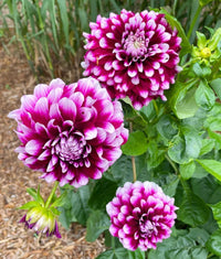 Violet Dahlia Flower Seeds for Planting Compact Growth Heirloom & GMO Free Seeds for Home Garden
 
 Sale