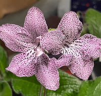 Streptocarpus Flower seeds for Planting - Low Maintenance, Heirloom & GMO Free Seeds for Home Garden
 
 Sale seeds for planting in home garden