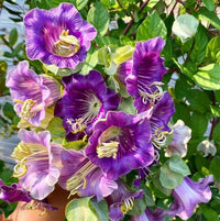 Cup & Saucer Flower seeds for Planting Wildflower Mix Heirloom & GMO Free Seeds for Home Garden