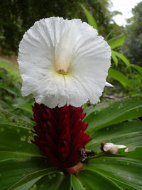 Heirloom Costus Barbatus Flower seeds for Planting Shade Tolerant Heirloom & GMO Free Seeds for Home Garden