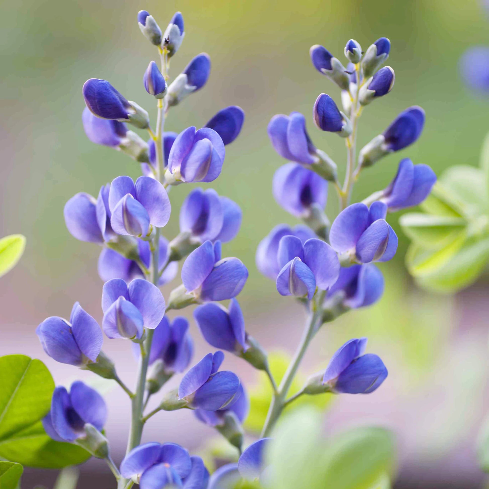 Indigo Flower seeds for Planting, Garden Favorite Heirloom & GMO Free Seeds for Home Garden
