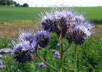 Purple Phacelia Flower seeds for Planting - Garden Favorite, Heirloom & GMO Free Seeds for Home Garden