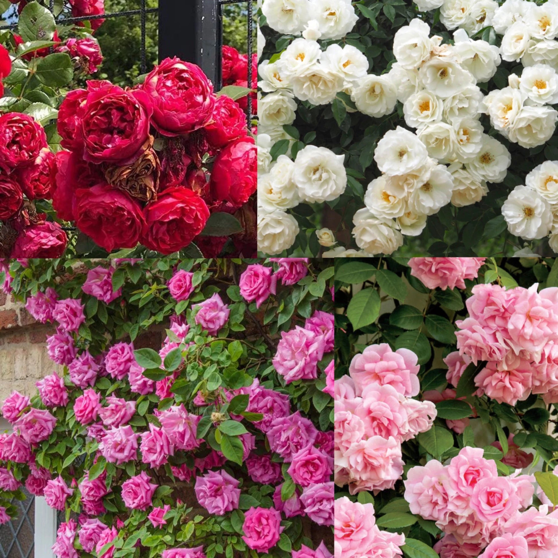 Climbing Rose Flower seeds for Planting Sun Loving Heirloom & GMO Free Seeds for Home Gardan